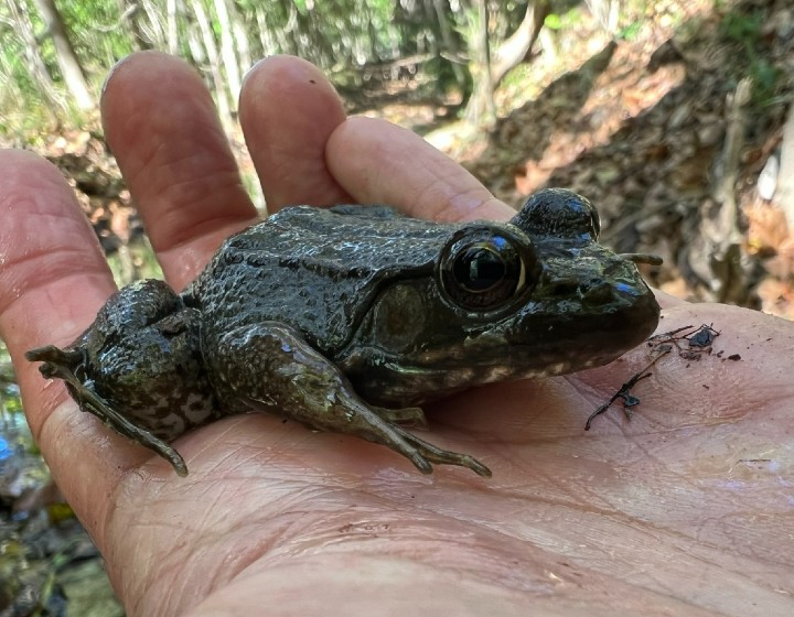 Green Frog